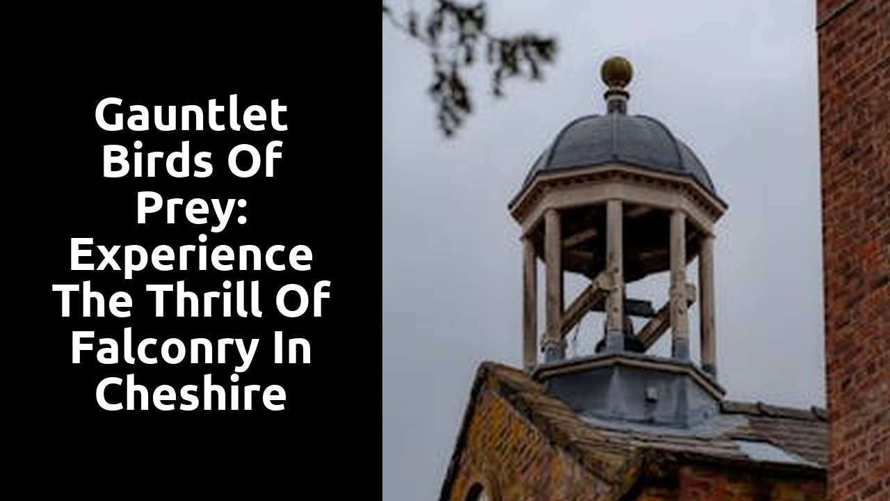 Gauntlet Birds of Prey: Experience the Thrill of Falconry in Cheshire